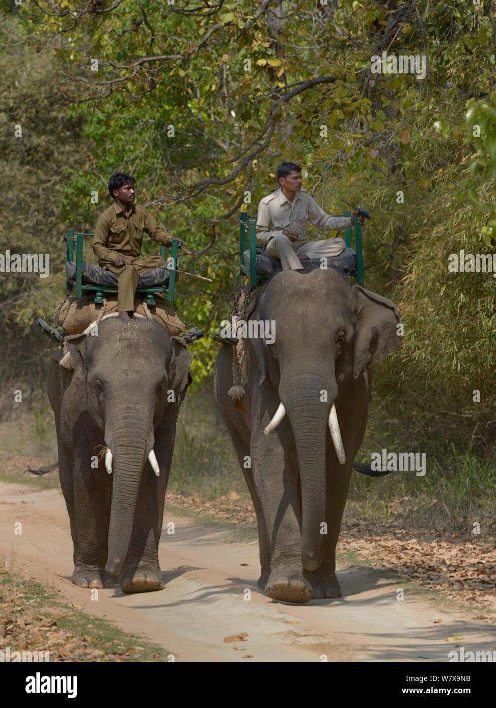 Mahouts di pattuglia di equitazione elefanti asiatici (Elephas maximus). Bandhavgarh National Park, India. Foto Stock