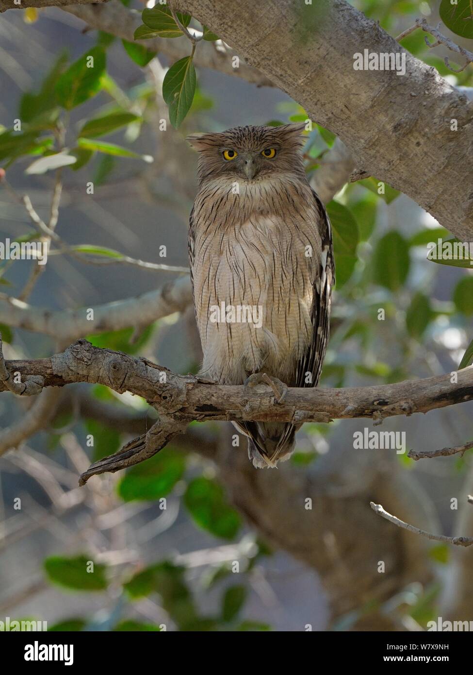 Brown pesce civetta (Ketoupa zeylonensis) arroccato, il Parco nazionale di Ranthambore, India. Foto Stock