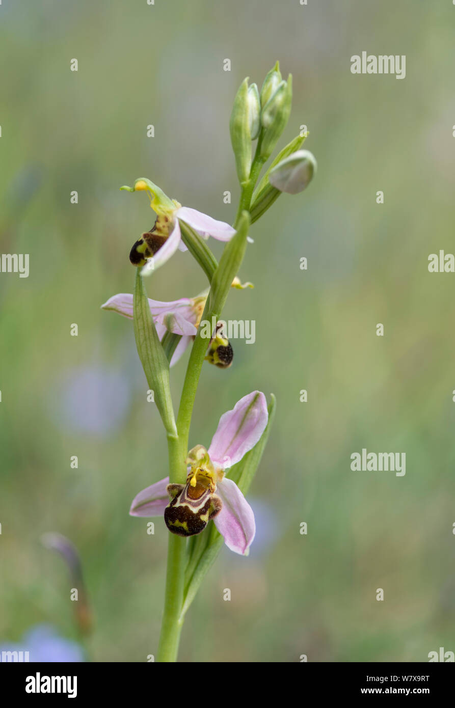 Bee orchid (Ophrys apifera), Provenza, Francia, Maggio. Foto Stock