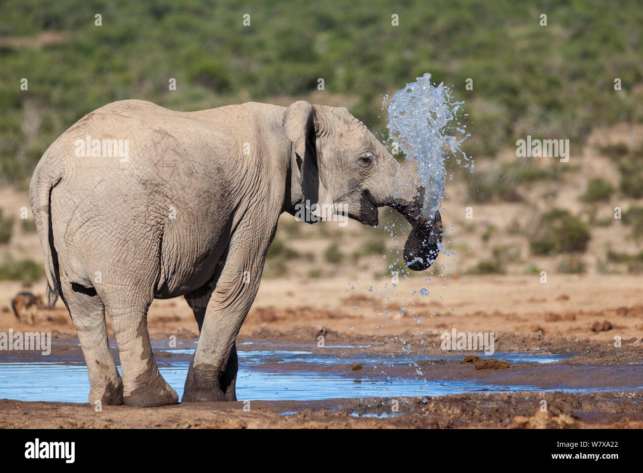 Elefante africano (Loxodonta africana) soffia acqua attraverso il suo tronco a Hapoor waterhole, Addo Elephant national park, Sud Africa, Febbraio Foto Stock Elefante africano (Loxodonta africana) soffia acqua attraverso il suo tronco a Hapoor waterhole, Addo Elephant national park, Sud Africa, Febbraio Foto Stock
