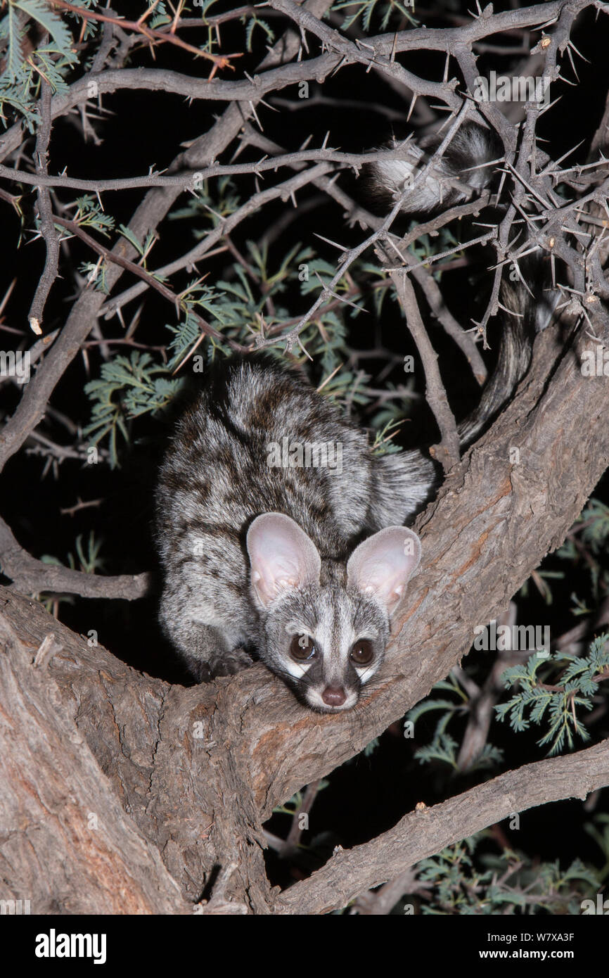 Piccolo spotted genet (Genetta genetta) guardando in giù da un albero di acacia di notte, Kgalagadi Parco transfrontaliero, Sud Africa, Gennaio Foto Stock Piccolo spotted genet (Genetta genetta) guardando in giù da un albero di acacia di notte, Kgalagadi Parco transfrontaliero, Sud Africa, Gennaio Foto Stock