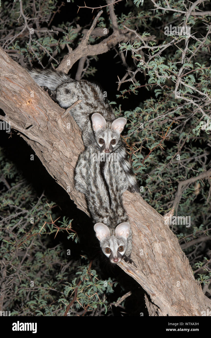 Due piccoli spotted genets (Genetta genetta) in una struttura ad albero di acacia, Kgalagadi Parco transfrontaliero, Sud Africa, Gennaio 2014 Foto Stock Due piccoli spotted genets (Genetta genetta) in una struttura ad albero di acacia, Kgalagadi Parco transfrontaliero, Sud Africa, Gennaio 2014 Foto Stock