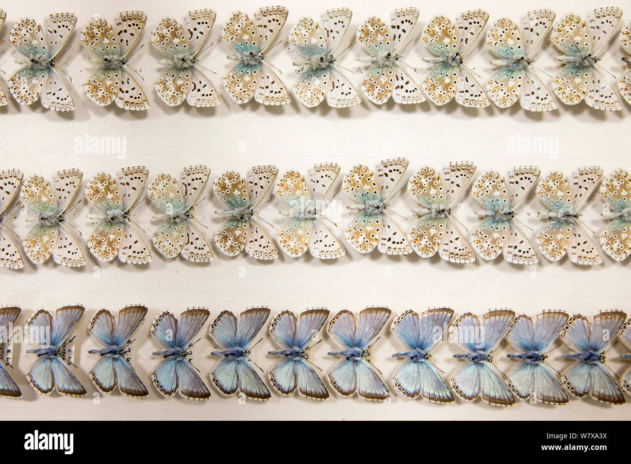 Chalkhill blu (Polyommatus coridon) farfalla - museo esemplari, dorsale e ventrale di vista che mostra lievi variazioni nelle dimensioni e colorazione, Tyne and Wear archivi e musei Foto Stock