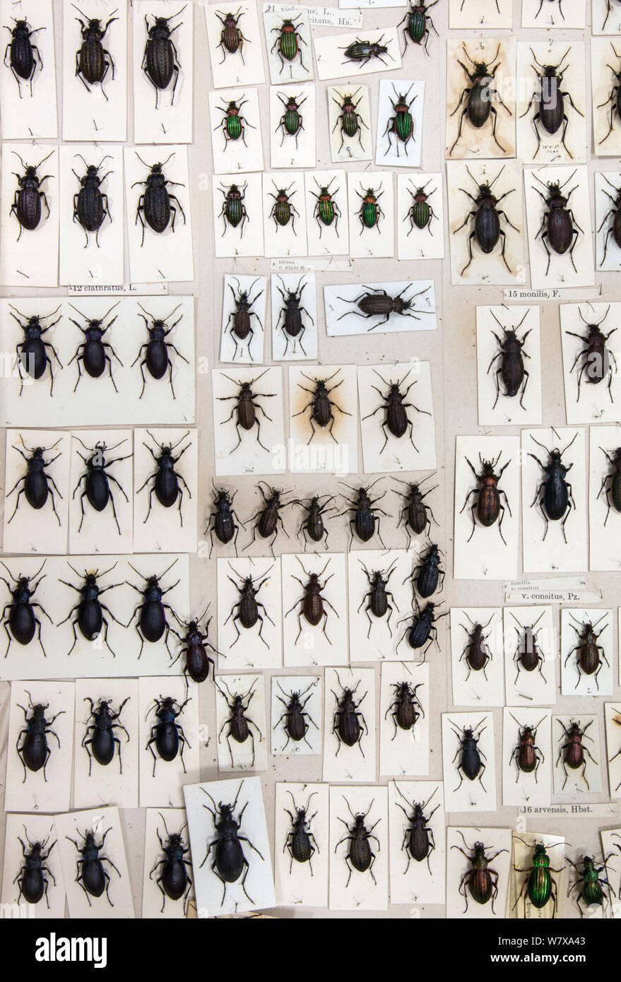 British Carabus coleotteri Carabus (sp) esemplari del museo, Tyne and Wear archivi e musei Foto Stock