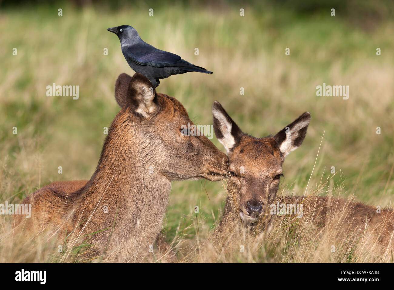 Due Red Deer cerve (Cervus elaphus) riposo, uno con Taccola (Corvus monedula) sulla sua testa, Arran, Scozia, ottobre 2013. Il jackdaws rimozione dei parassiti da cervi&#39; pelliccia e estrarre il pelo per materiale di nidificazione. Foto Stock