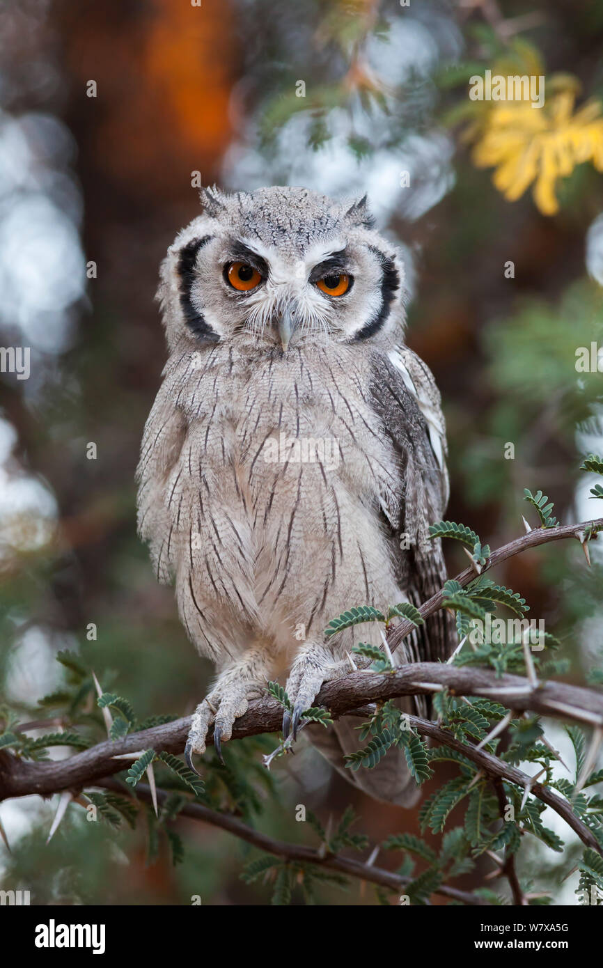 Southern di fronte bianco-assiolo (Ptilopsus granti) in acacia, Kgalagadi Parco transfrontaliero, Northern Cape, Sud Africa, gennaio. Foto Stock