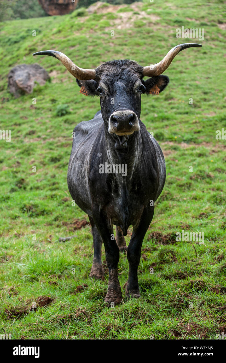 Tudanca mucca, razza primitiva di capi di bestiame da Cantabria, Spagna, maggio. Foto Stock