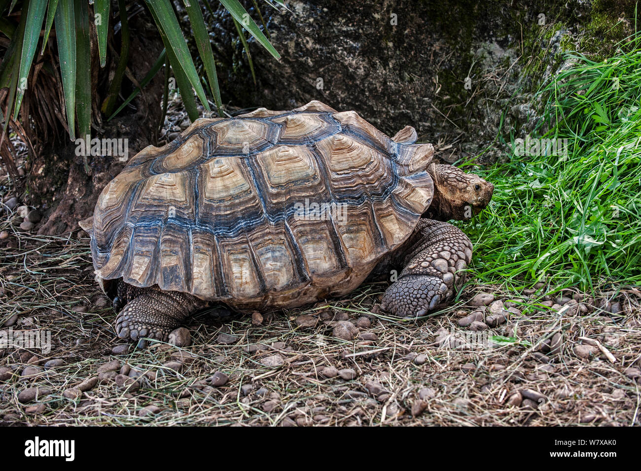 African spronato tartaruga (Geochelone sulcata) Cabarceno Park Cantabria, Spagna. Captive, avviene nel deserto del Sahara, Nord Africa. Foto Stock