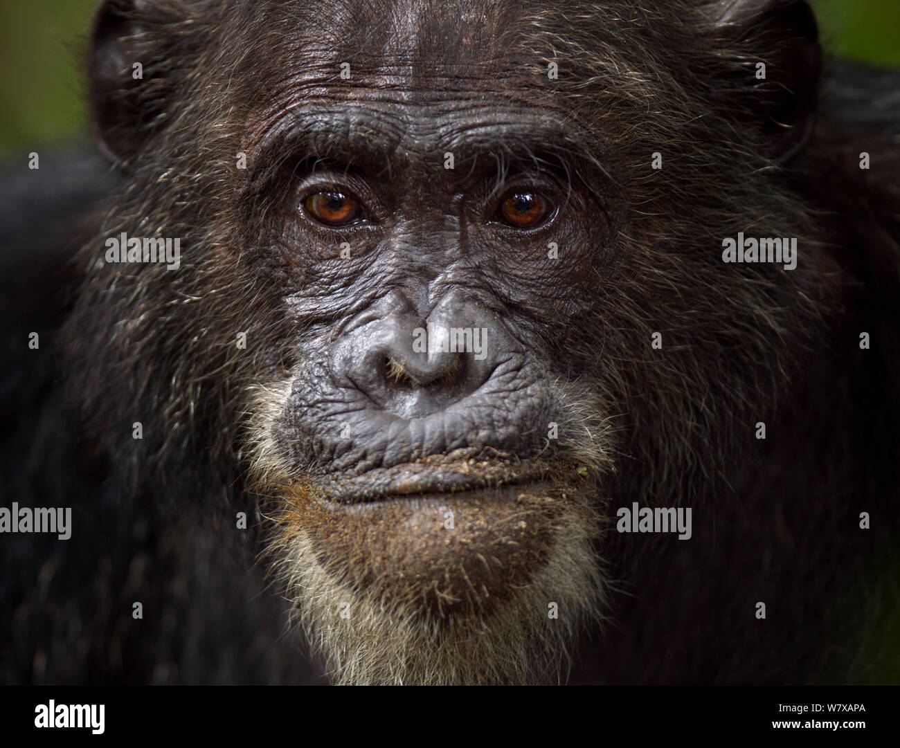Scimpanzé orientale (Pan troglodytes schweinfurtheii) maschio &#39;Frodo&#39; invecchiato 35 anni ritratto di testa. Gombe. Parco Nazionale, Tanzania. Foto Stock