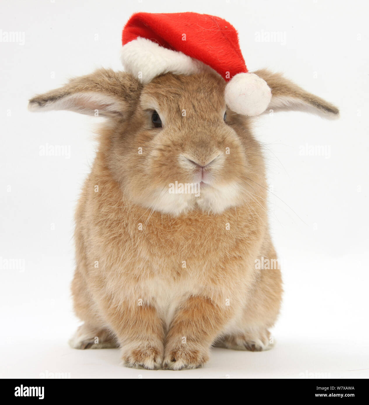 Lop eared rabbit indossando un cappello da Babbo Natale. Foto Stock