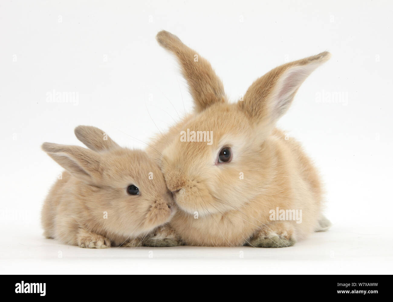 Coniglio di sabbia con il bambino. Foto Stock