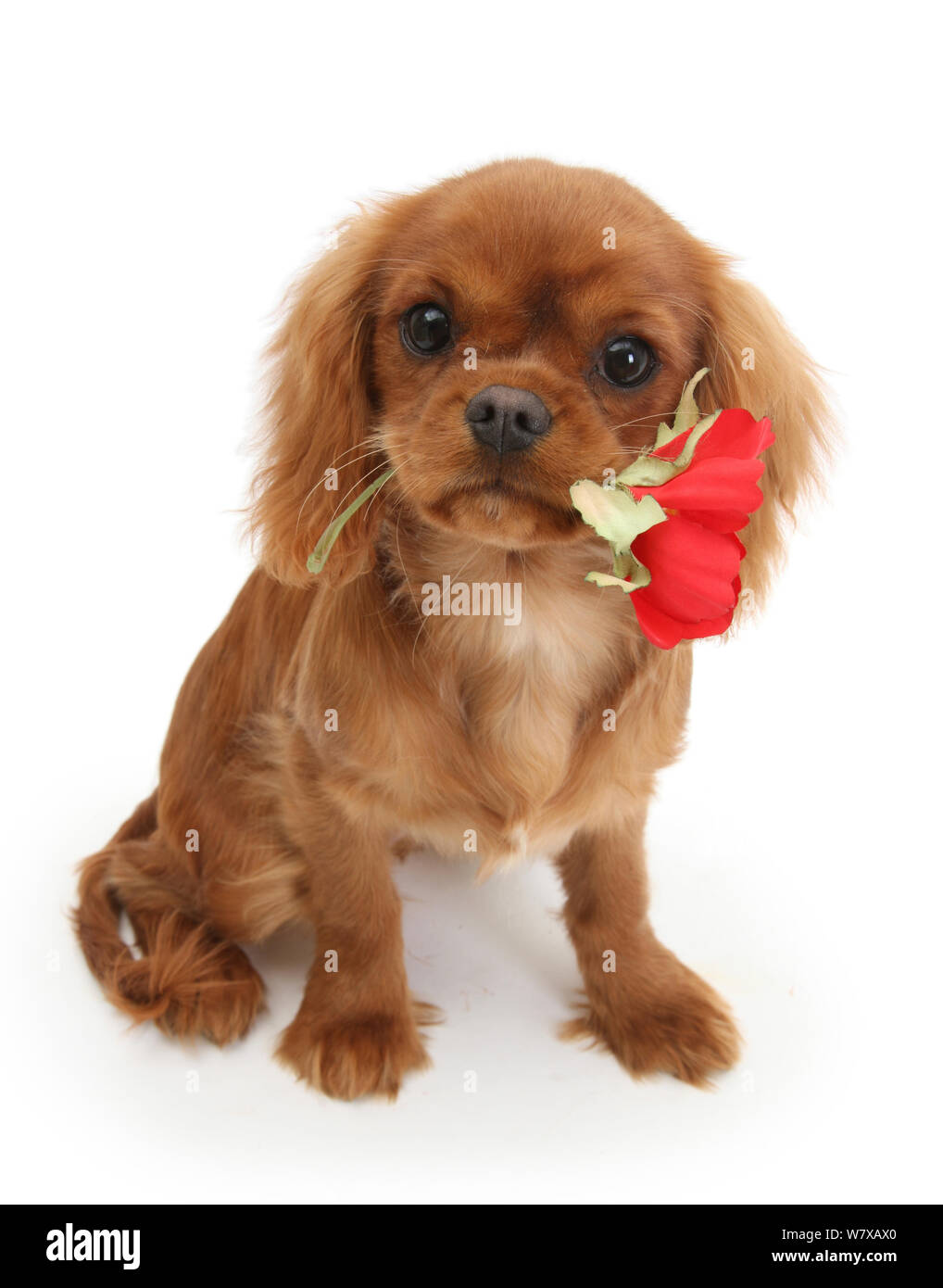 Ruby Cavalier King Charles Spaniel pup, fiamma, età 12 settimane hing una rosa rossa. Foto Stock