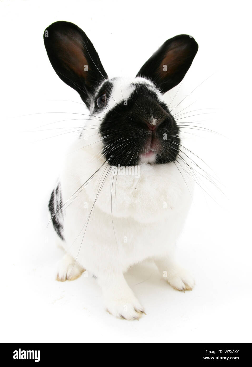 In bianco e nero di coniglio maculato. Foto Stock