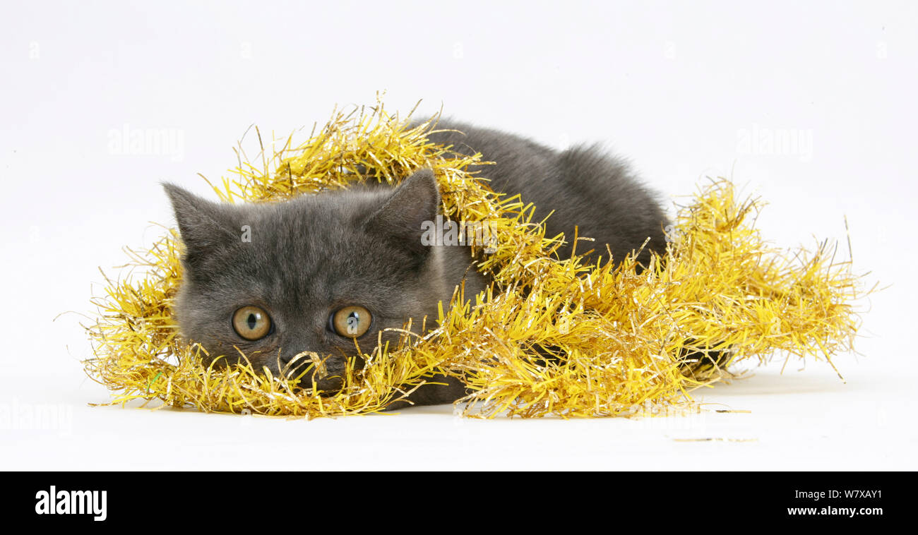 Grigio gattino avvolto in giallo orpelli natalizi. Foto Stock