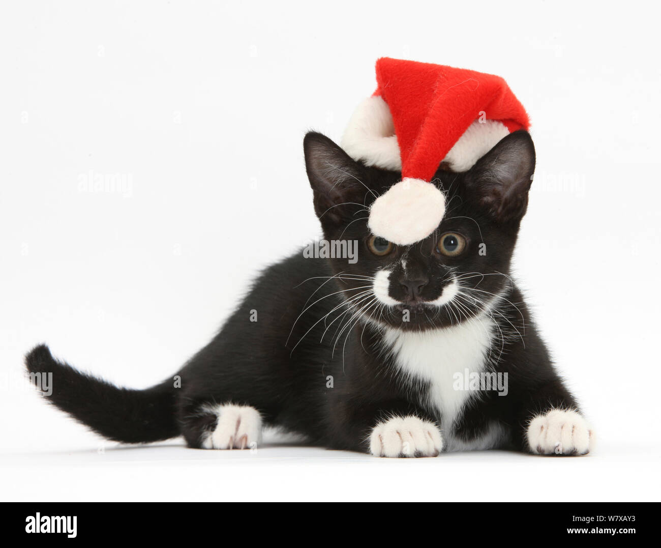 Bianco e nero Tuxedo gattino, età di 11 settimane, guardando il bobble alla fine del babbo natale hat è logorante. Foto Stock