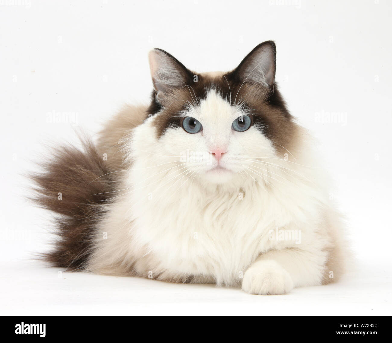 Ragdoll gatto maschio di riposo. Foto Stock