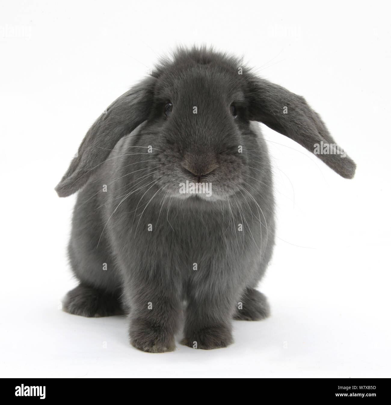 Blu coniglio lop. Foto Stock