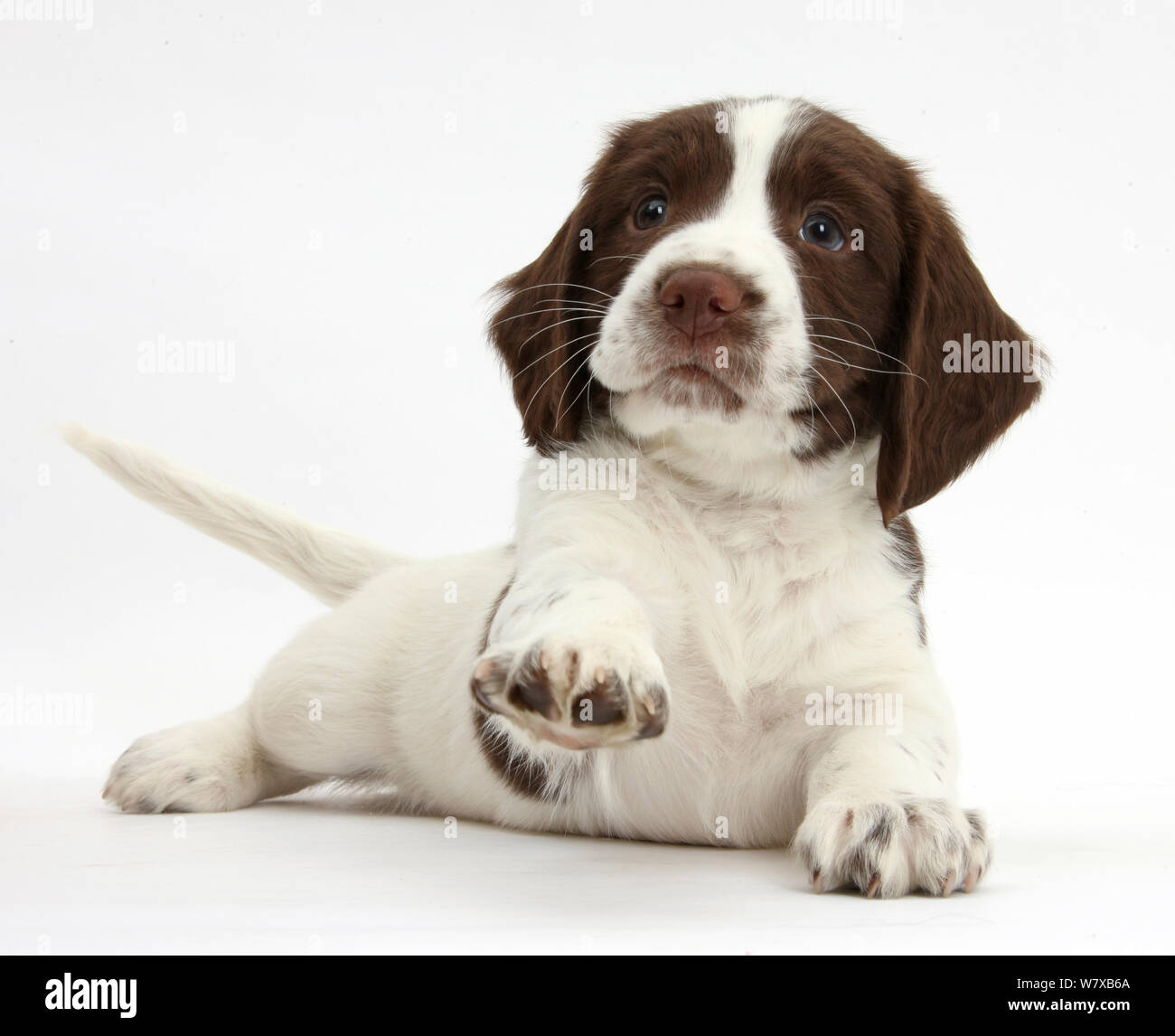 Lavorando English Springer Spaniel cucciolo, 6 settimane, giacente con testa in alto e rivolto verso una zampa. Foto Stock