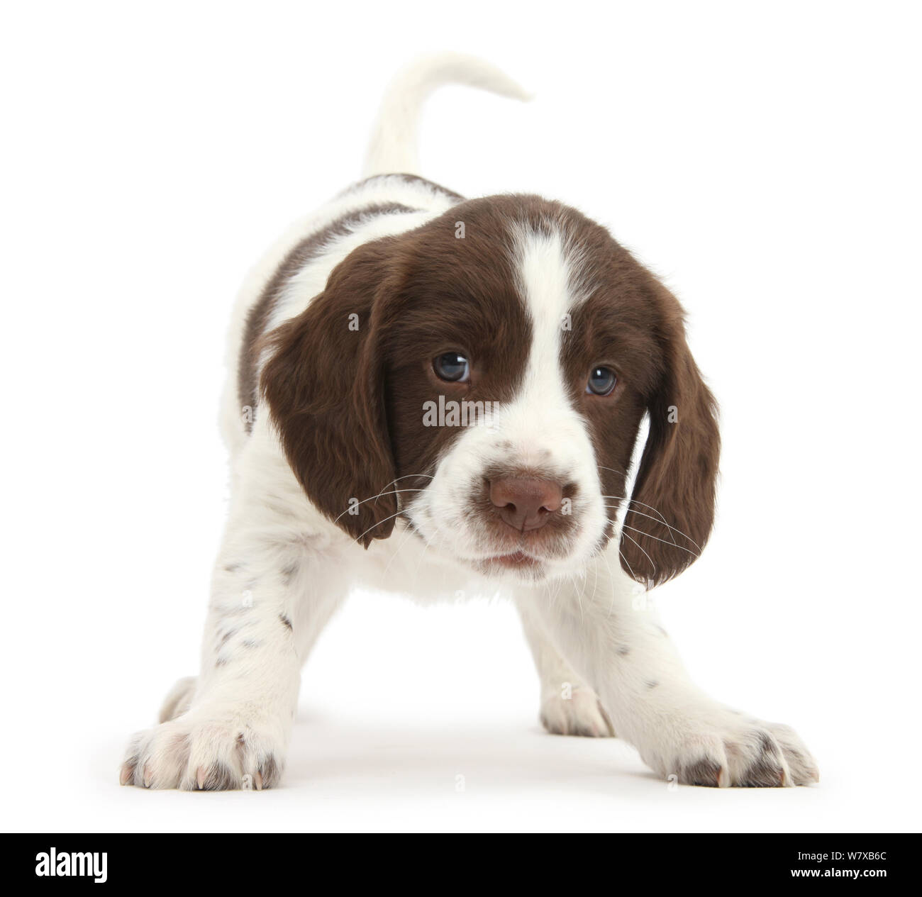 Lavorando English Springer Spaniel cucciolo, 6 settimane, in atteggiamento giocoso. Foto Stock