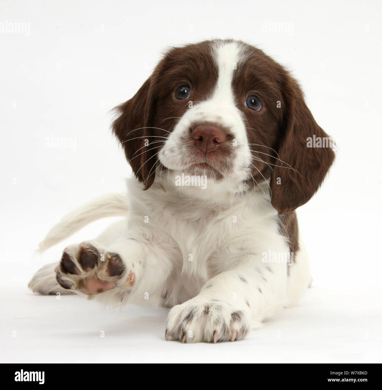 Lavorando English Springer Spaniel cucciolo, 6 settimane, giacente con testa in alto e rivolto verso una zampa. Foto Stock