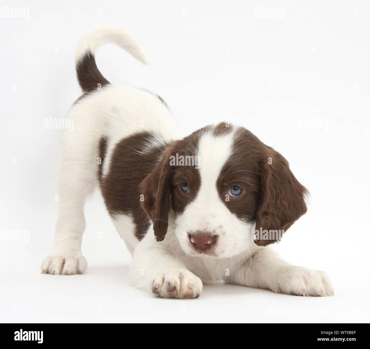 Lavorando English Springer Spaniel cucciolo, 6 settimane, in gioco atteggiamento di prua. Foto Stock