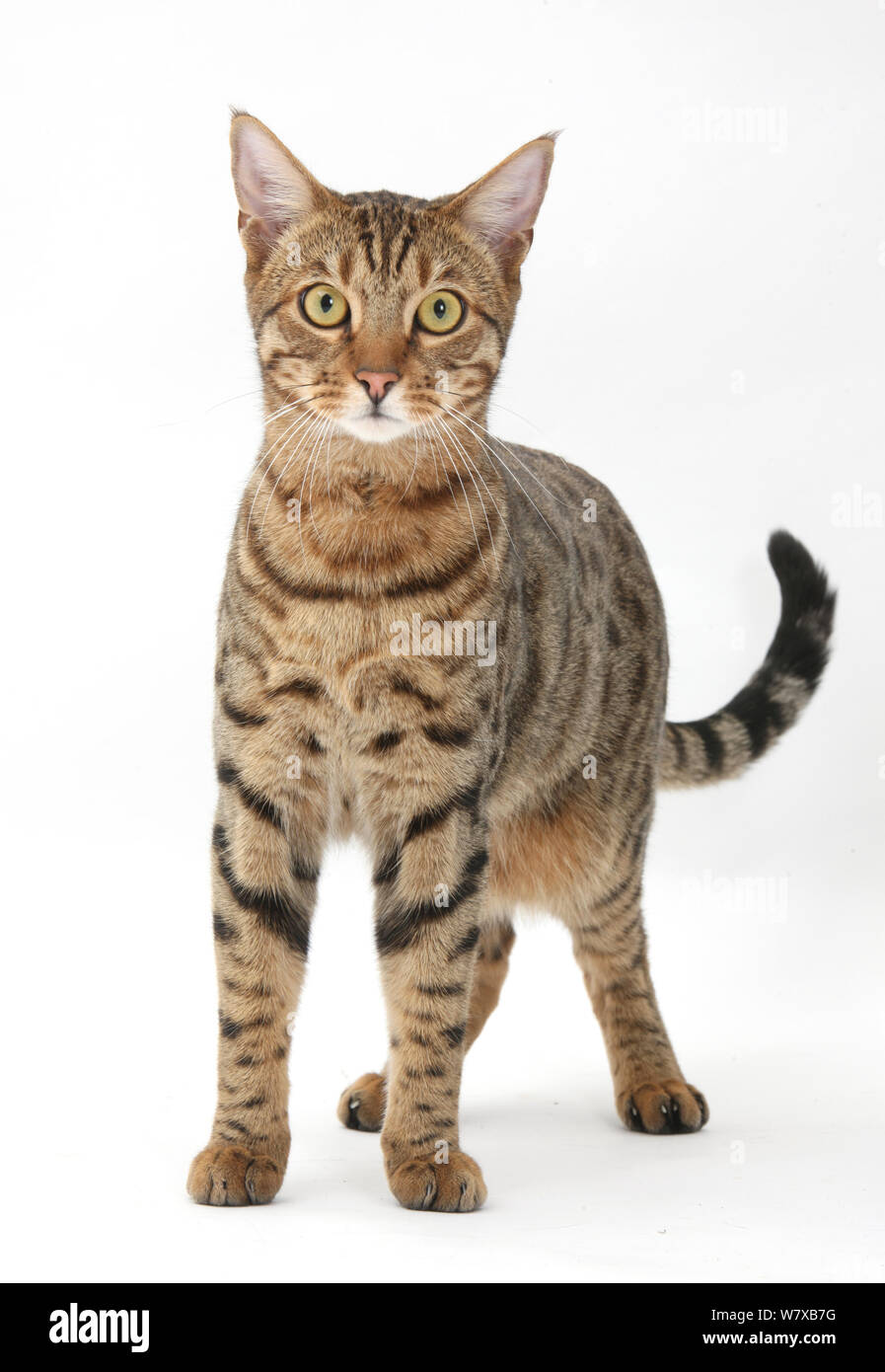 Il Bengala gatto maschio in piedi. Foto Stock
