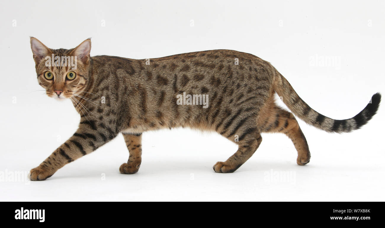 Il Bengala gatto maschio stalking. Foto Stock