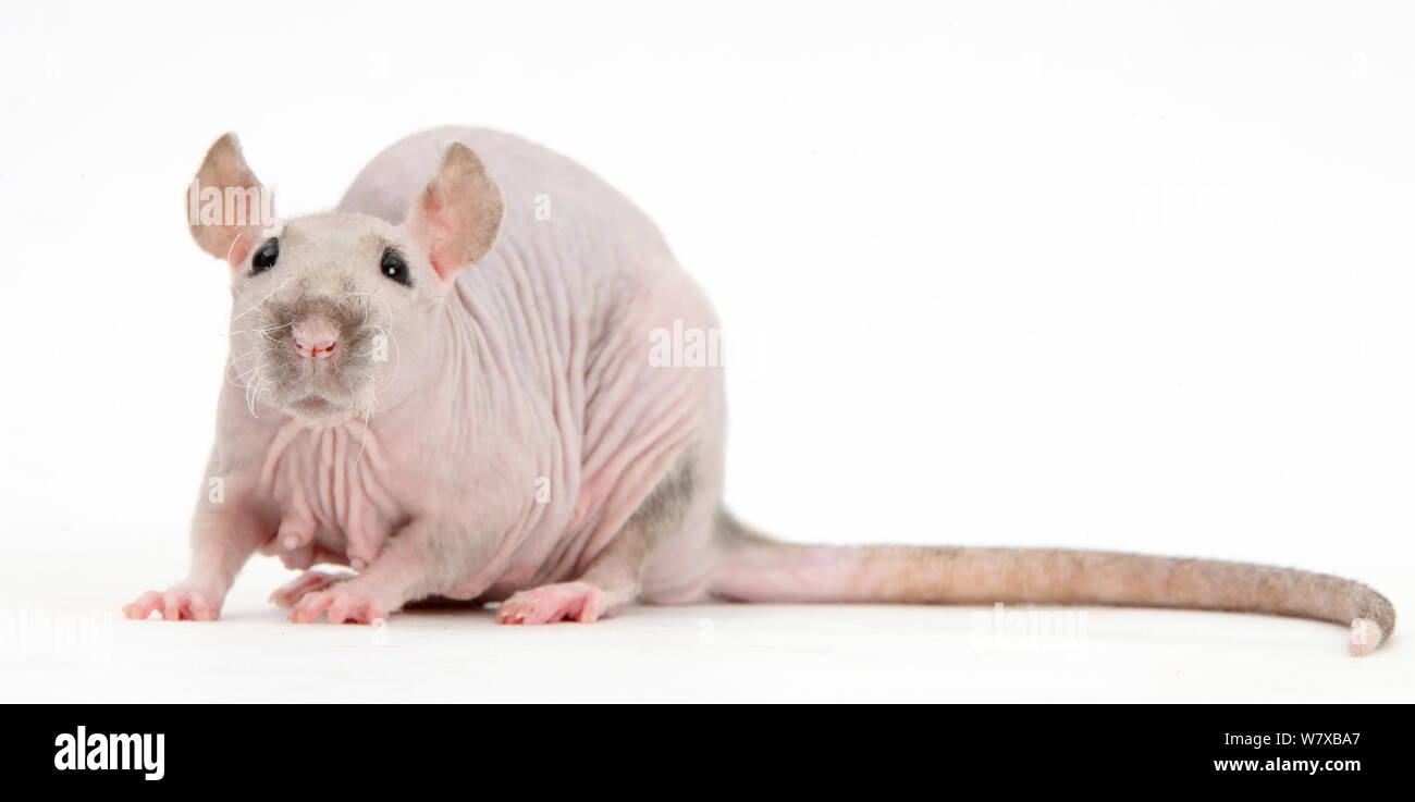 Sphynx Rat. Foto Stock