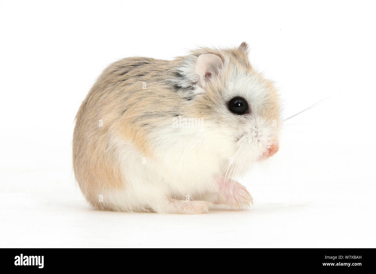 Roborovski Hamster (Phodopus roborovskii) seduta. Foto Stock