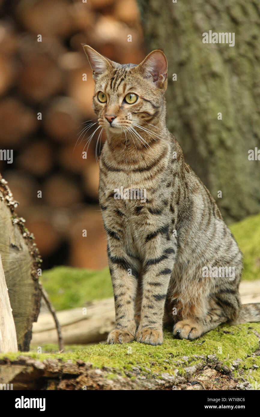 Gatti bengala seduto su un albero caduto. Foto Stock