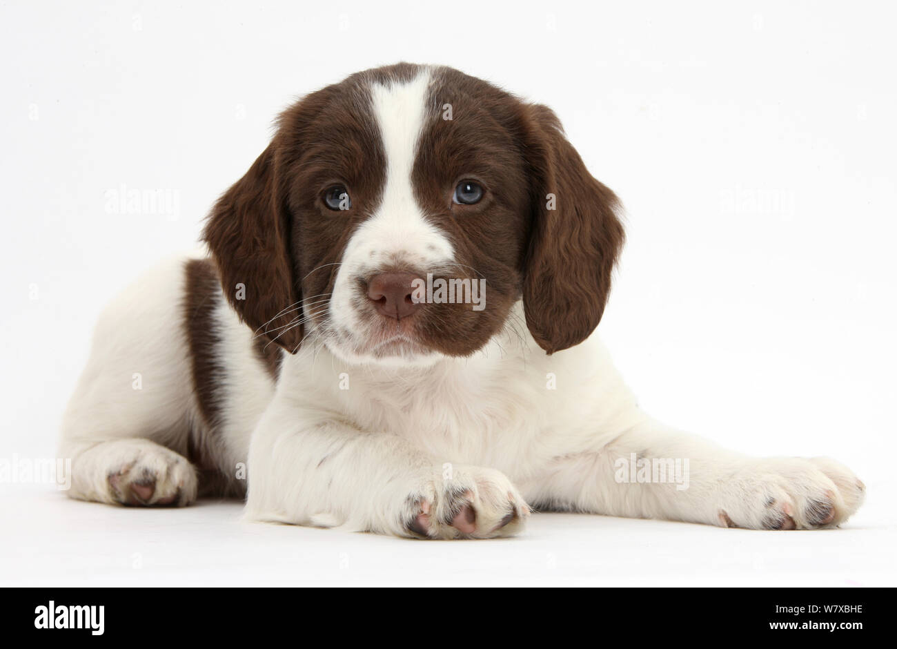 Lavorando English Springer Spaniel cucciolo, età di 6 settimane, giacente con testa in alto. Foto Stock