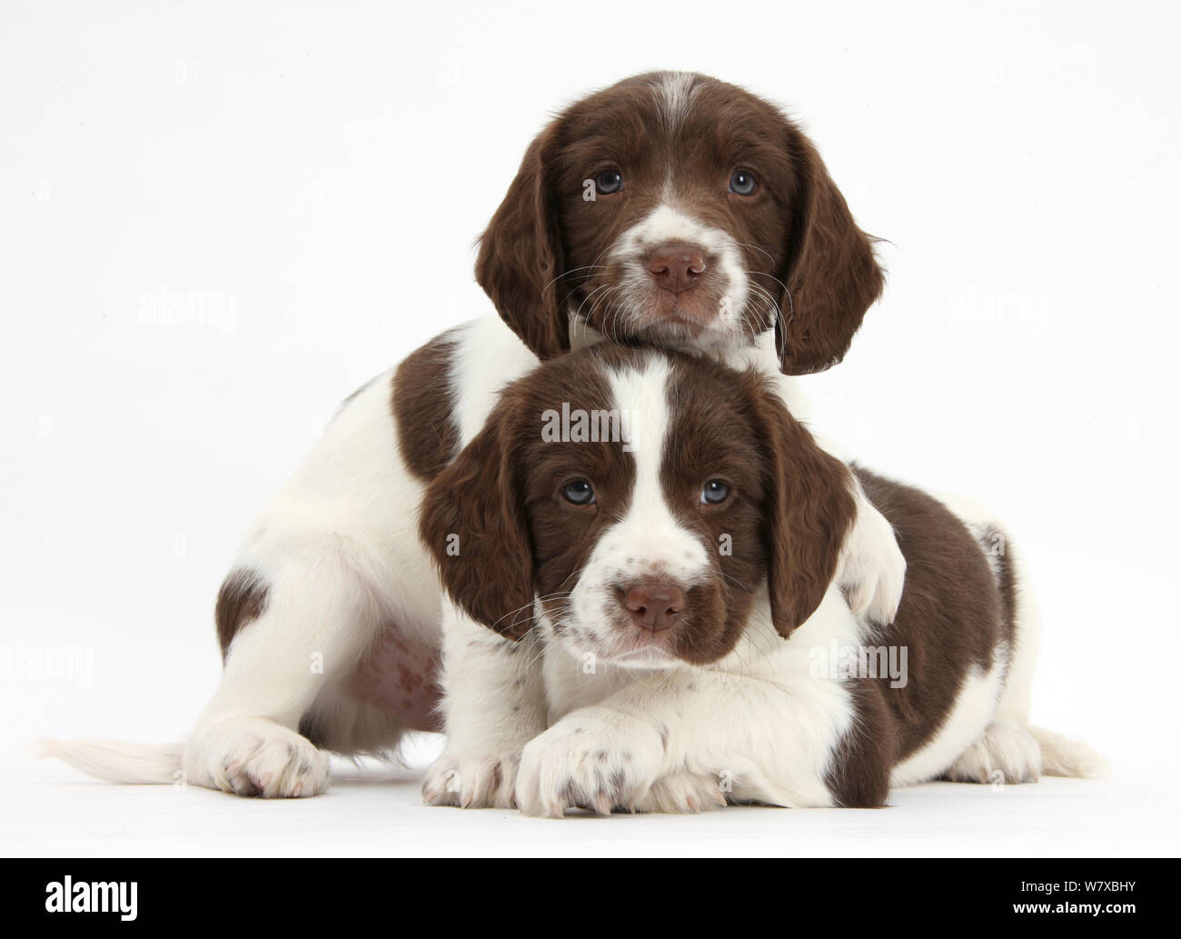 Lavorando English Springer spaniel cuccioli, di età di 6 settimane. Foto Stock