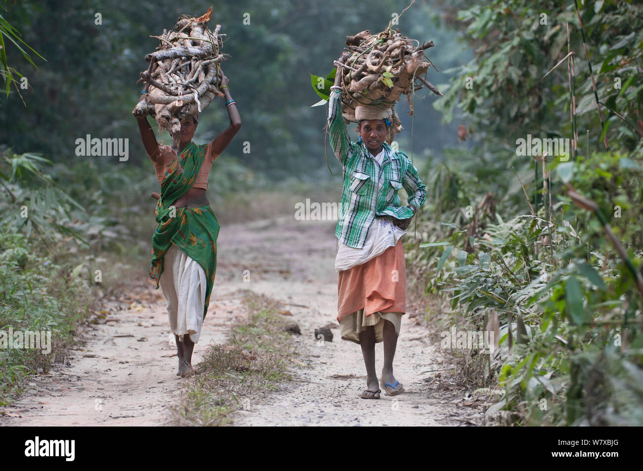 La popolazione locale la raccolta di legna da ardere in gibbone Wildlife Sanctuary, Assam, India. Febbraio 2014. Foto Stock