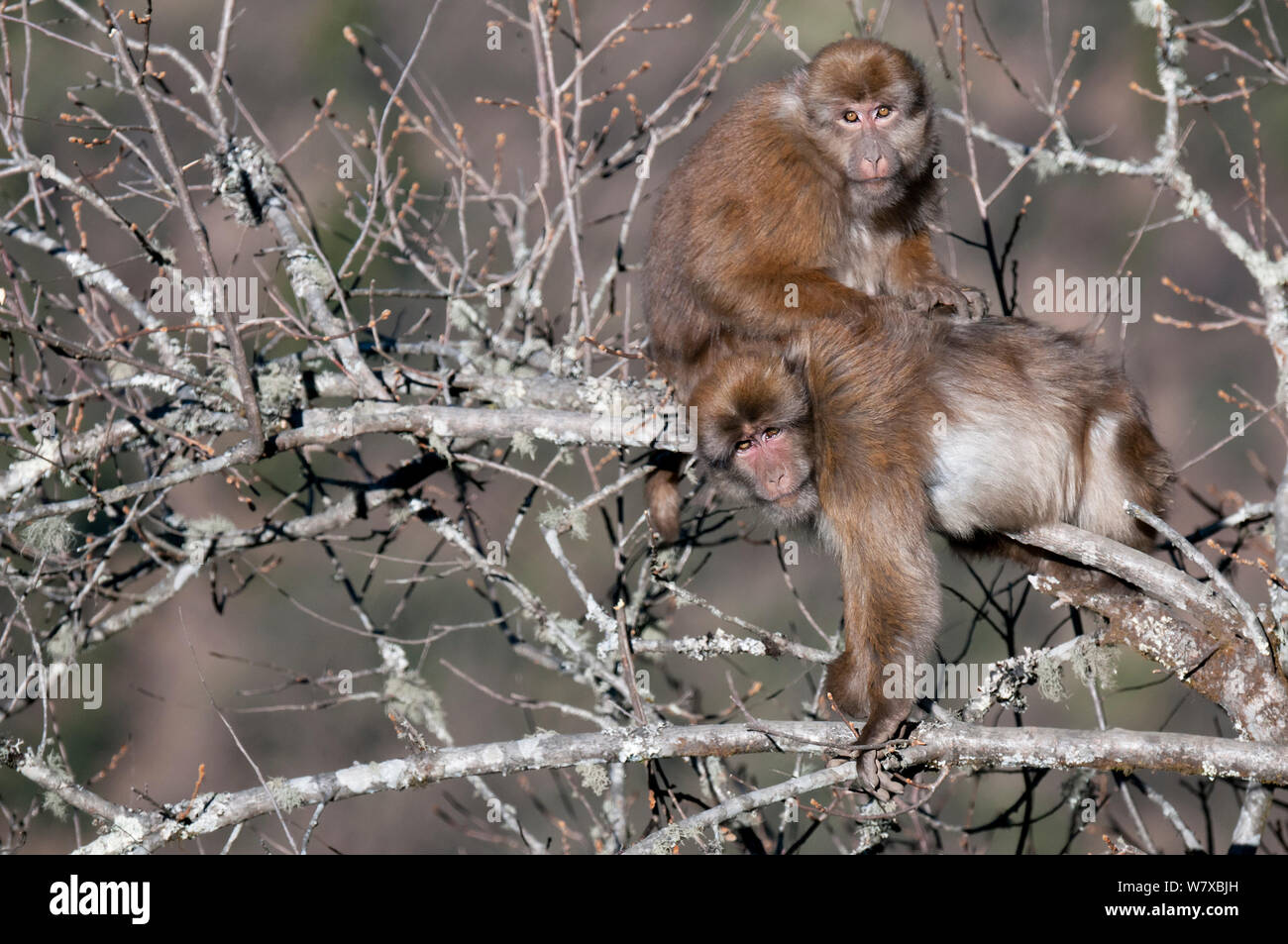 Assamese macachi (Macaca assamensis) toelettatura nella struttura ad albero, Tawang, Arunachal Pradesh, India. Foto Stock