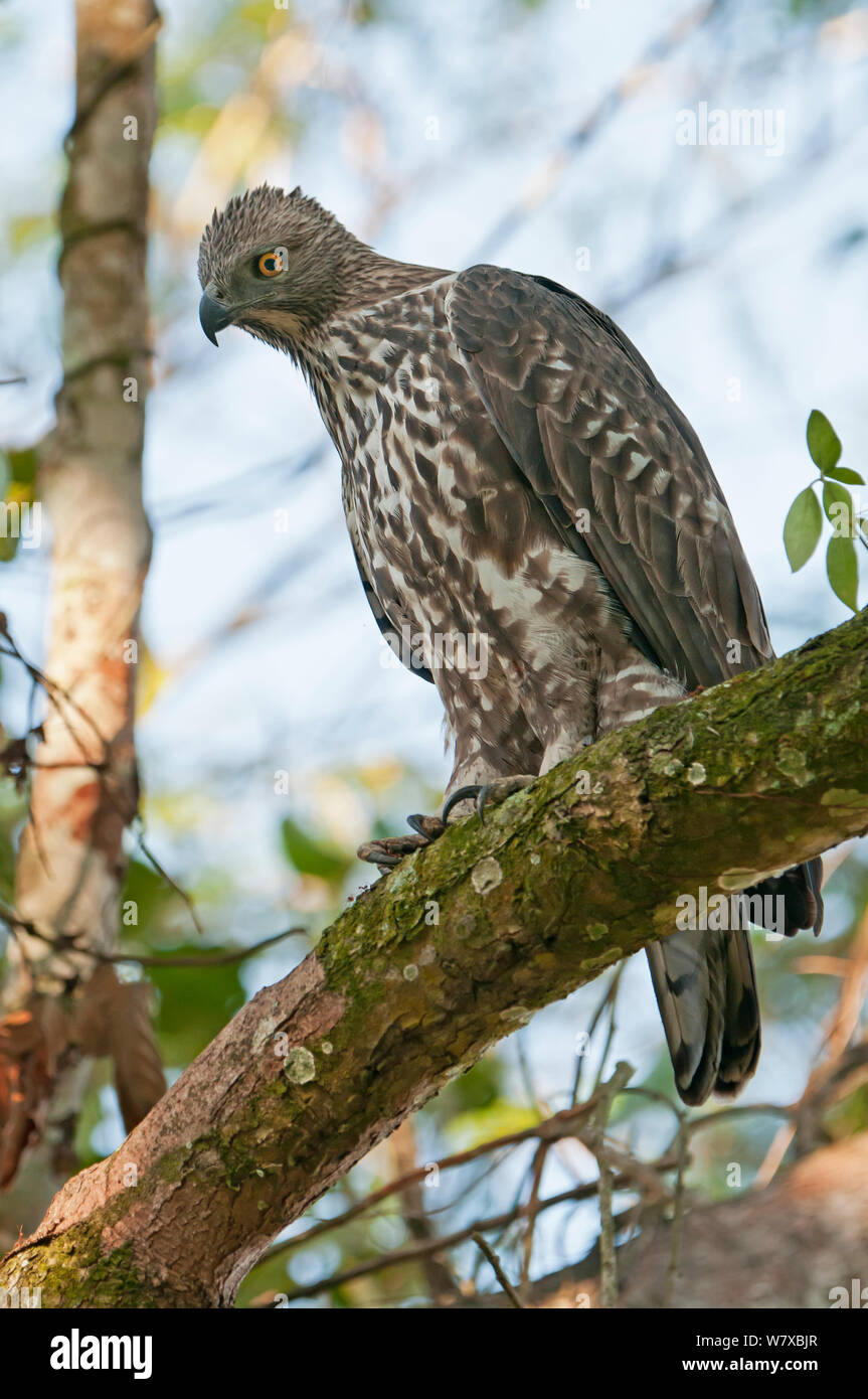 Modificabile hawk eagle (Spizaetus cirrhatus), il Parco Nazionale di Kaziranga, Assam, India. Foto Stock