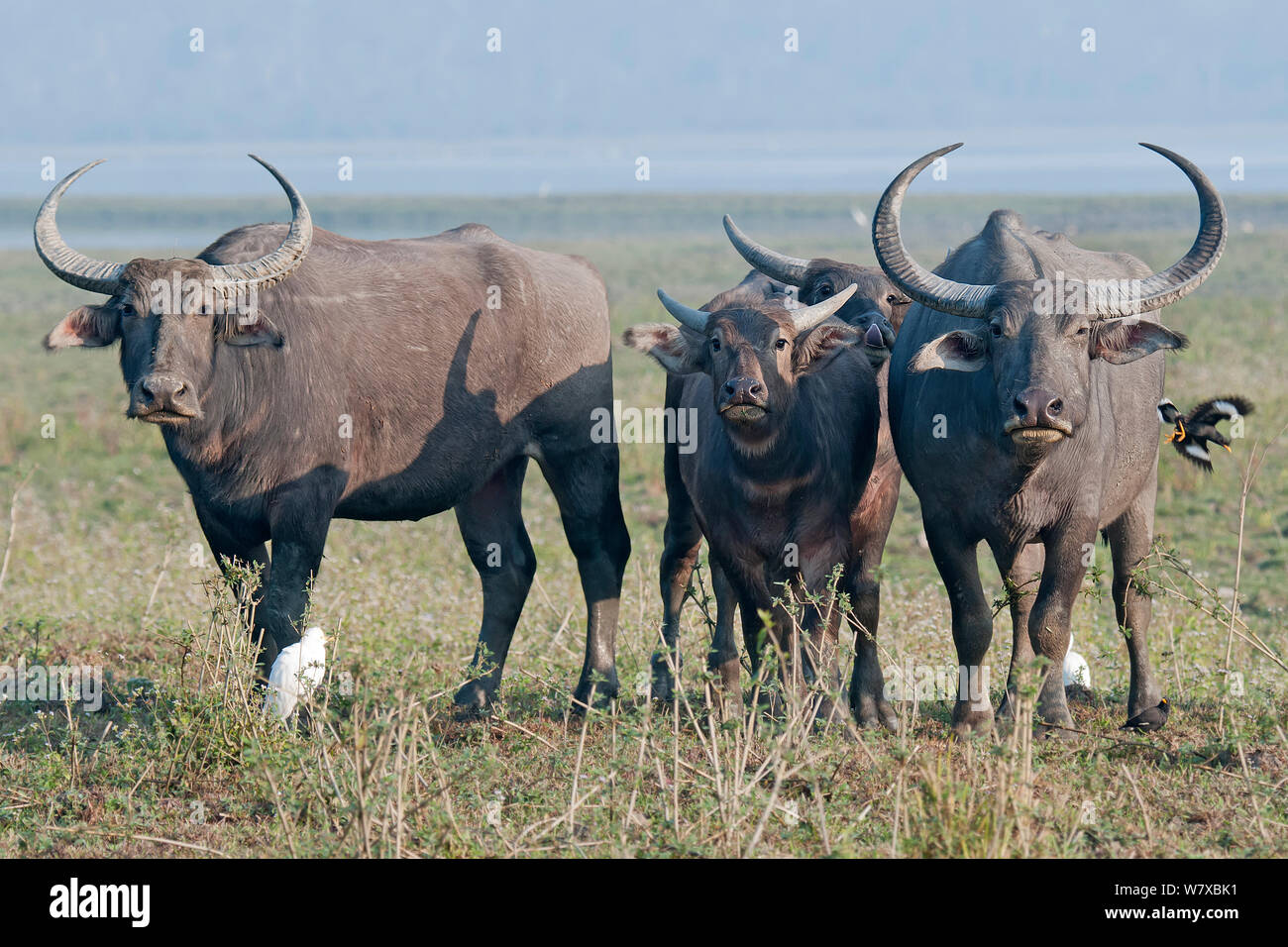 Indian BUFALO SELVATICO (Bubalus arnee / Bubalus bubalis), il Parco Nazionale di Kaziranga, Assam, India. Foto Stock