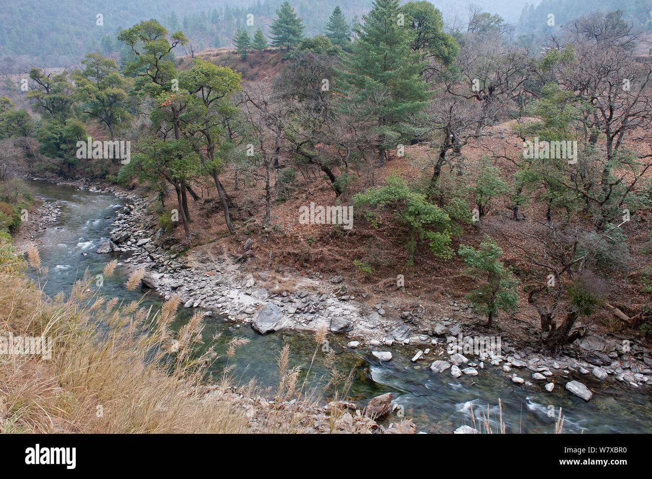 Shangti Valley, vicino a Dirang, Arunachal Pradesh, India, Gennaio 2014. Foto Stock