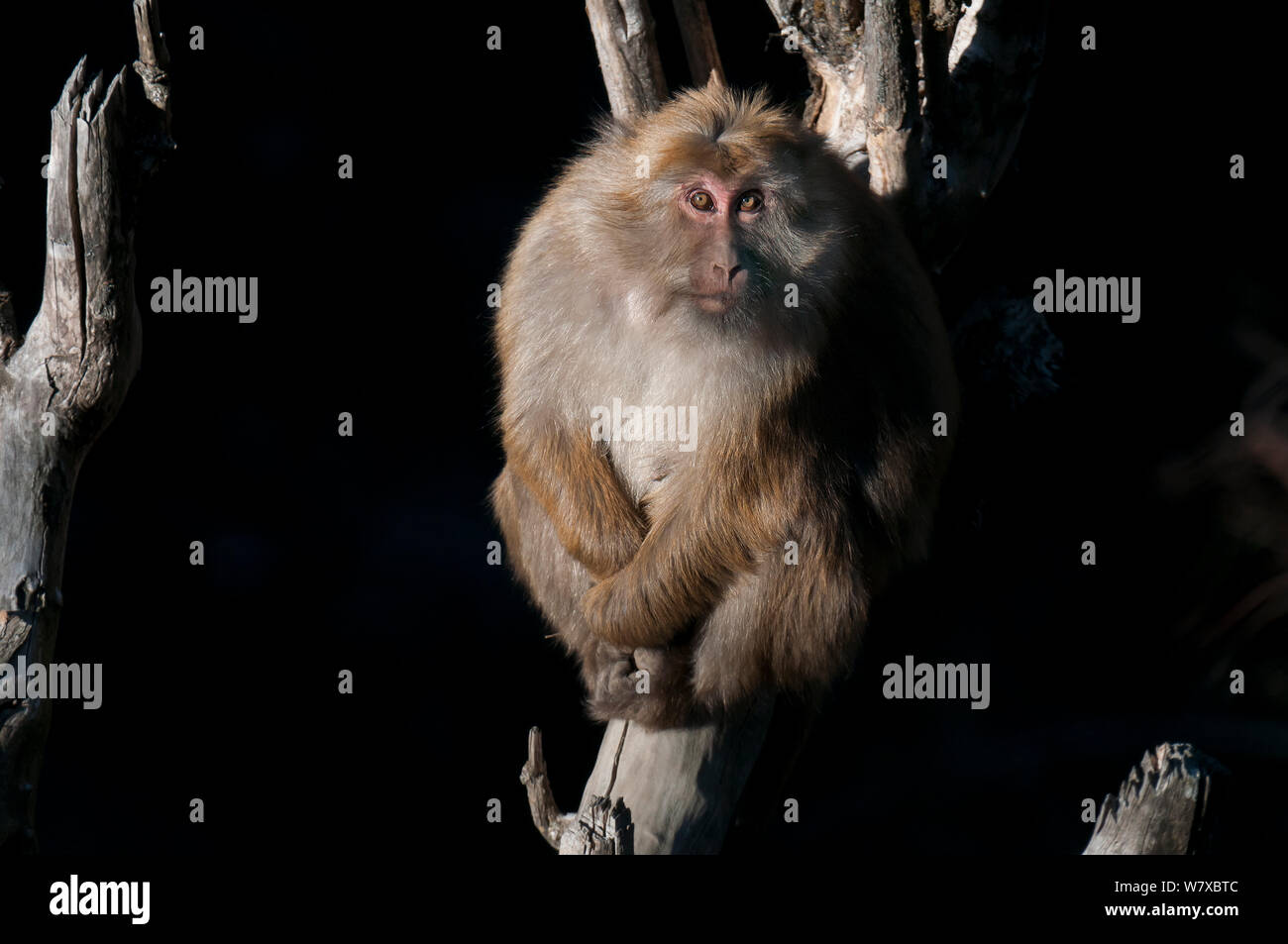 Assamese macaque (Macaca assamensis), Tawang, Arunachal Pradesh, India. Foto Stock