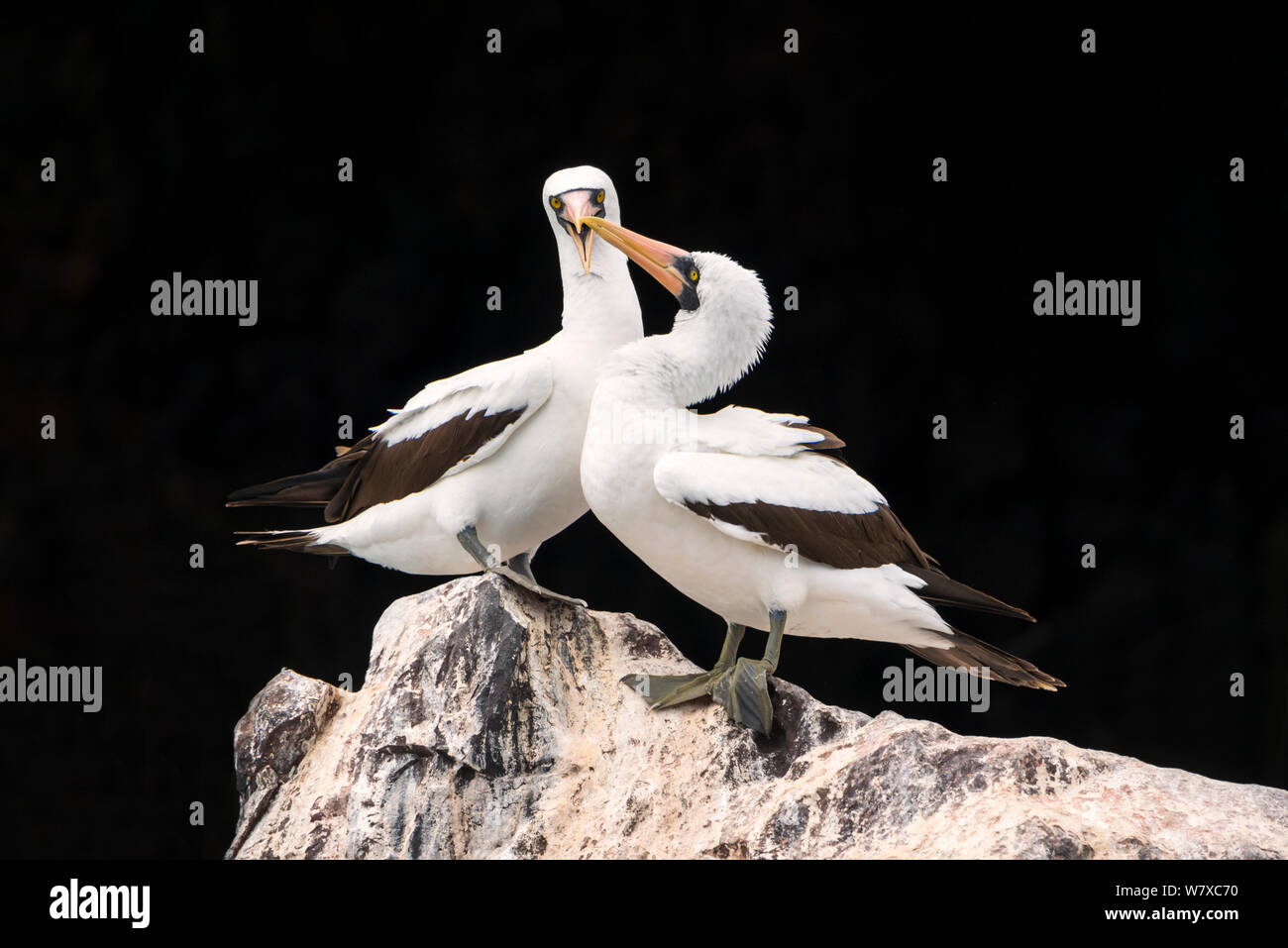 Nazca booby (Sula granti) coppia al sito di nidificazione, Isabela Island, Galapagos, Ecuador. Aprile. Foto Stock