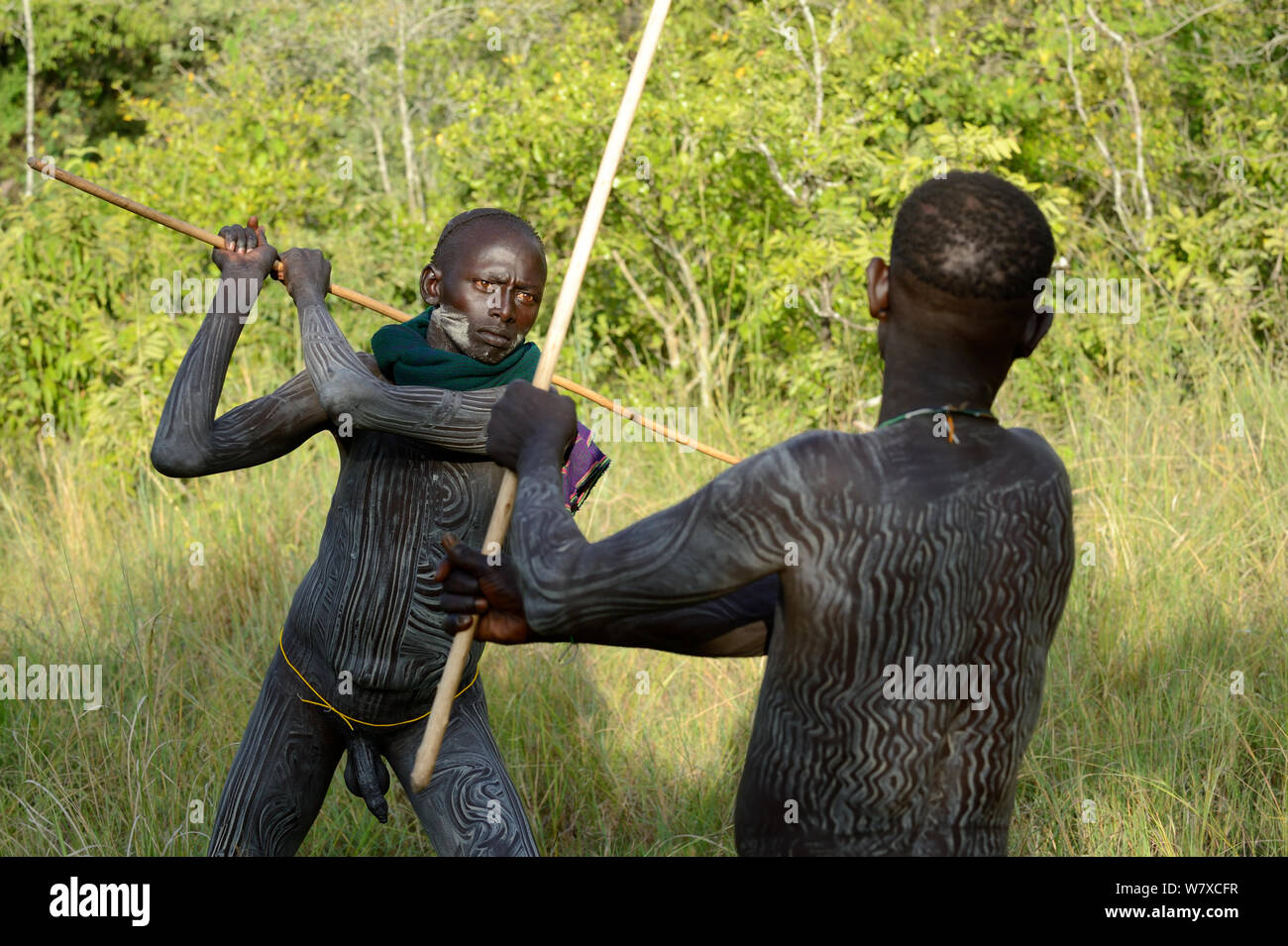 &#39;Donga&#39; stick fighters, giovani uomini di Suri / tribù Surma. Omo river Valley, Etiopia, settembre 2014. Foto Stock