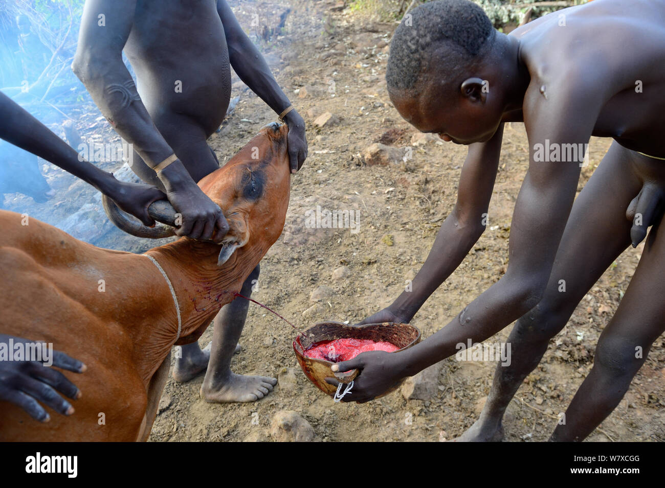 Bovini herder della Suri / tribù Surma il drenaggio del sangue dalla vena giugulare di una vacca da bere. Omo river Valley, Etiopia, settembre 2014. Foto Stock