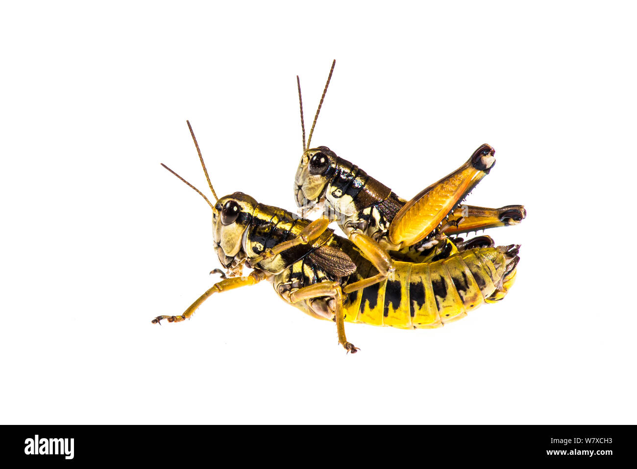 Corto-cornuto grasshopper (Podisma pedestris) coppia, Greolieres, Francia, Agosto. Progetto Meetyourneighbors.net. Foto Stock