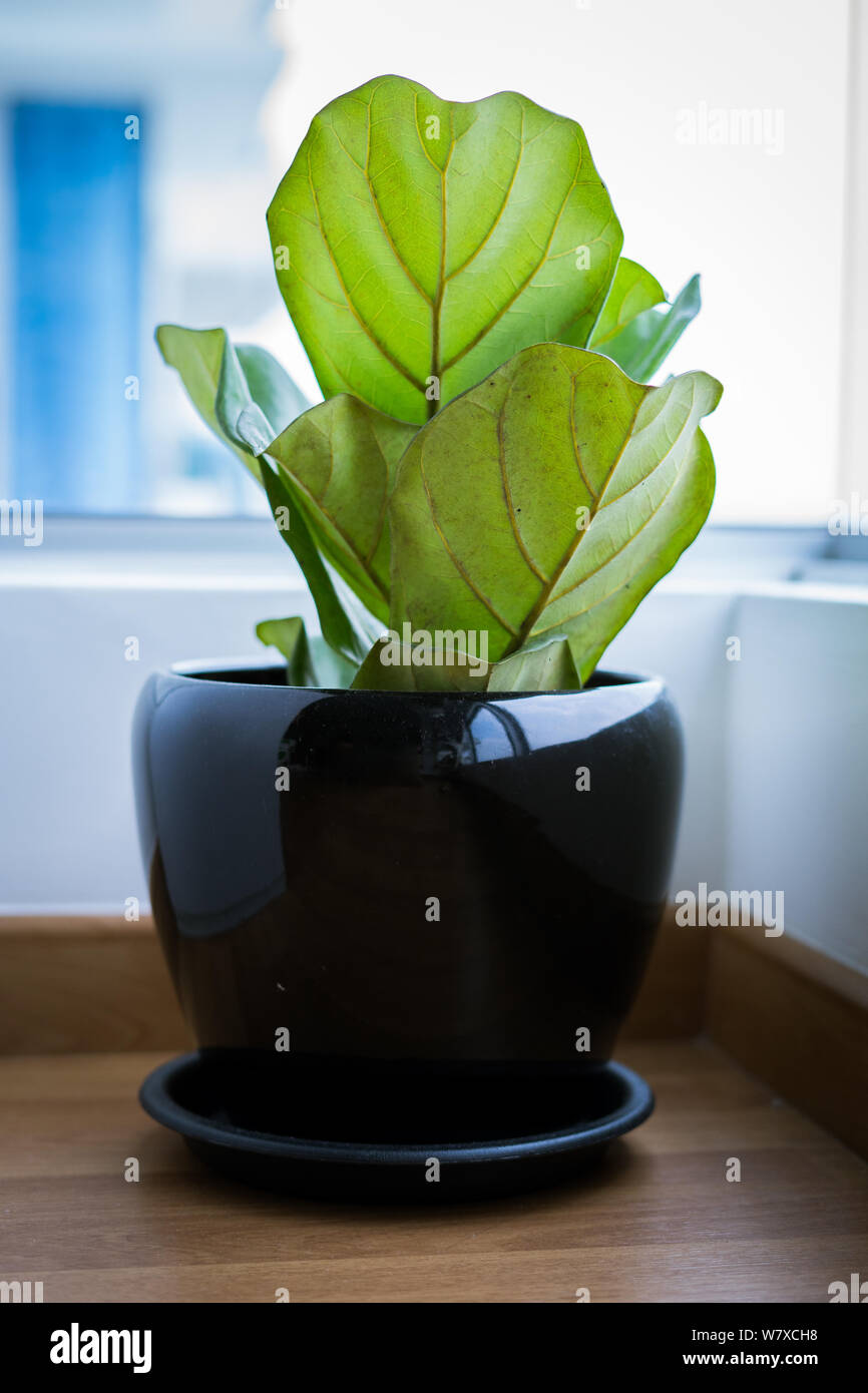Una foglia di Fiddle Fig o Ficus lyrata pot pianta con grandi, verde brillante lascia piantato in un pot nero seduto su una luce pavimento in legno isolato su un brigh Foto Stock