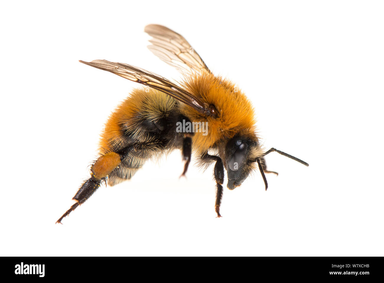 Carda comune bee (Bombus pascuorum) Valbonne, Francia, Luglio. Progetto Meetyourneighbors.net. Foto Stock