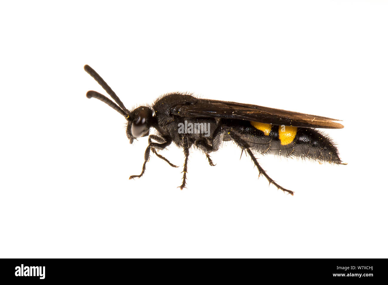 Fiore peloso wasp (Scolia hirta) Valbonne, Francia, Agosto. Progetto Meetyourneighbors.net. Foto Stock