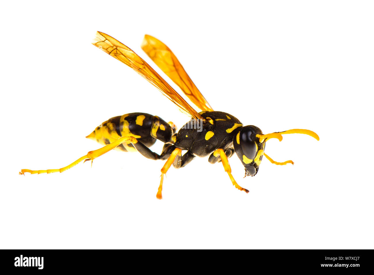 Carta wasp (Polistes gallicus) Valbonne, Francia, giugno. Progetto Meetyourneighbors.net. Foto Stock