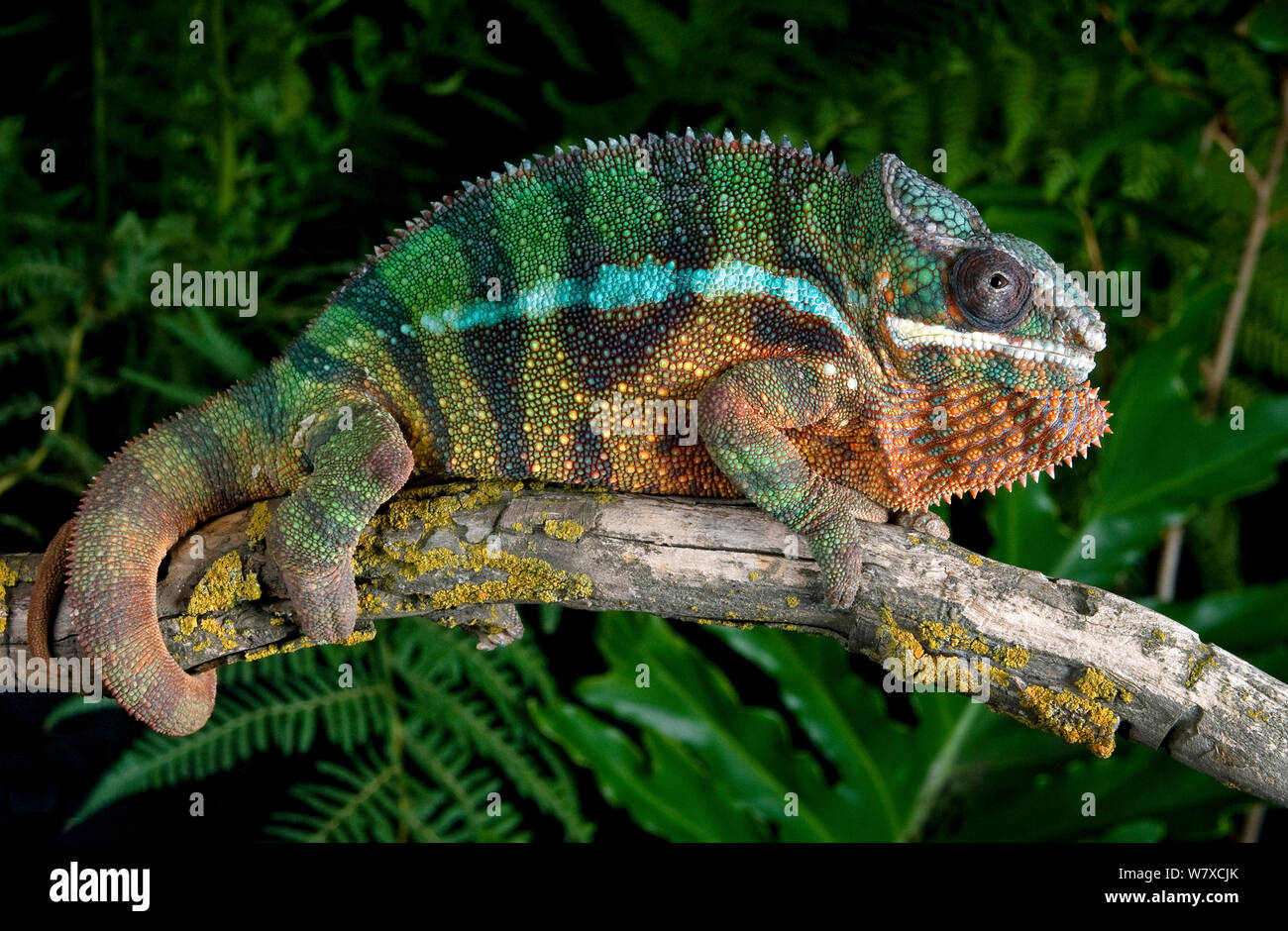 Panther chameleon (Furcifer pardalis) captive, dal Madagascar Foto Stock