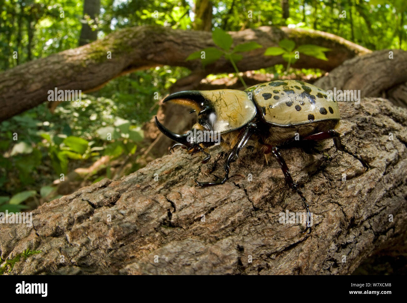 Eastern Hercules Beetle (Dynastes tityus) Southern Appalachians, South Carolina, USA, Giugno. Foto Stock