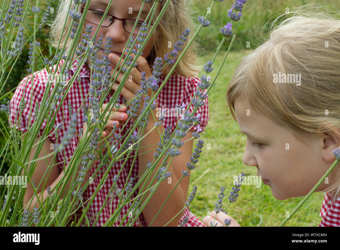 Le giovani ragazze guardando alla LAVANDA (Lavandula sp) fiori piantati nel giardino della scuola per attrarre le api. Parte di Amici della Terra nazionali &#39;Bee Friendly&#39; campagna, South Wales, Regno Unito, luglio 2014. Modello rilasciato. Foto Stock