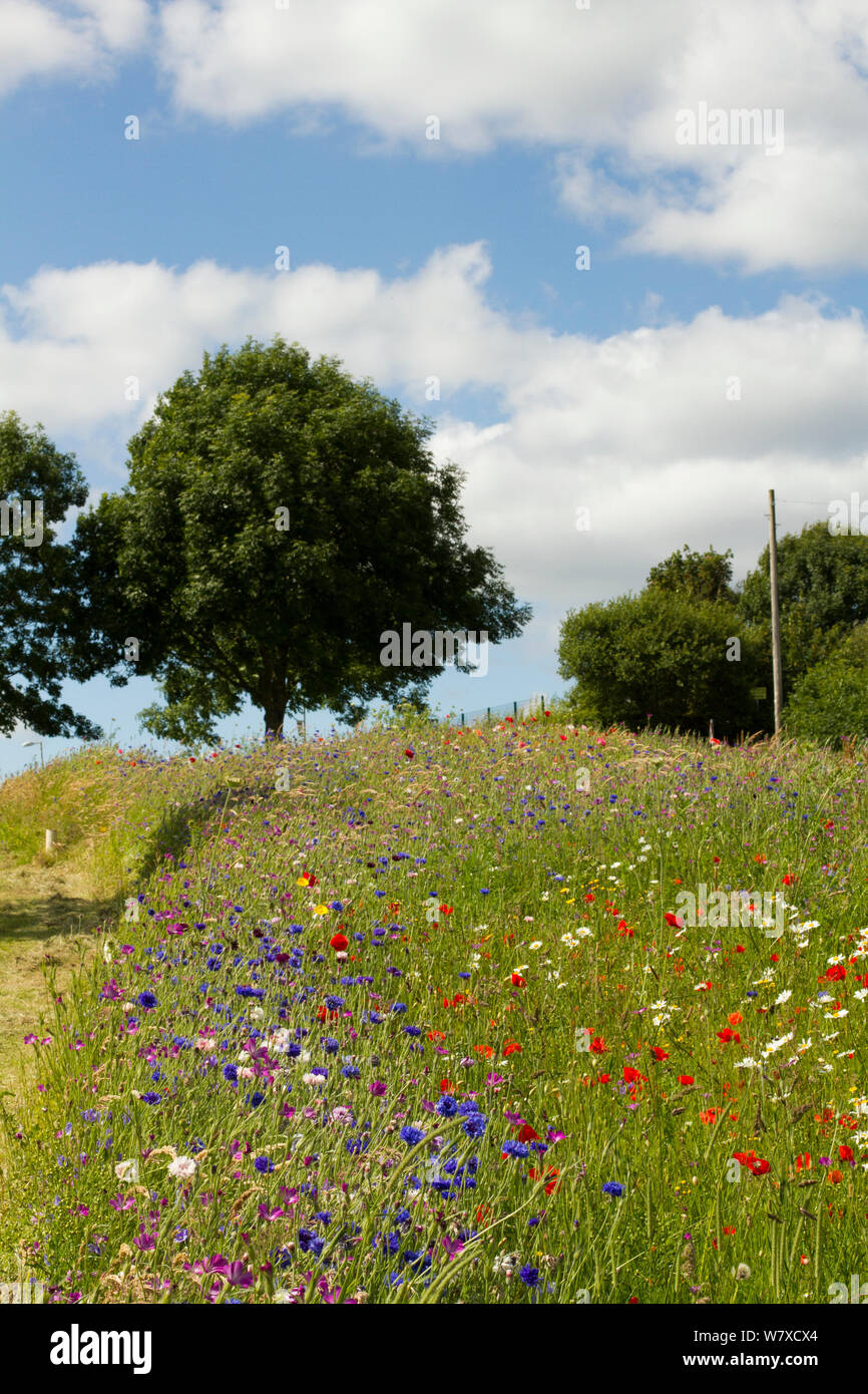 Fiori Selvatici compresi il Papavero (Papaver sp), occhio di bue margherite (crisantemo leucanthemum) e Cornflowers (Centaurea cyanus) piantate in comunità lo spazio verde per attrarre le api. Parte di una collaborazione tra Bron Afon alloggiamento della comunità di fiducia e di Amici della Terra &#39;Bee Friendly&#39; progetto. Galles del Sud, Regno Unito, luglio 2014. Foto Stock